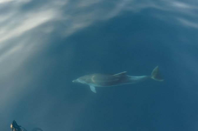 Dolphin Watching around Poreč Riviera with Boat Trip - Price and What You Receive for $36.28