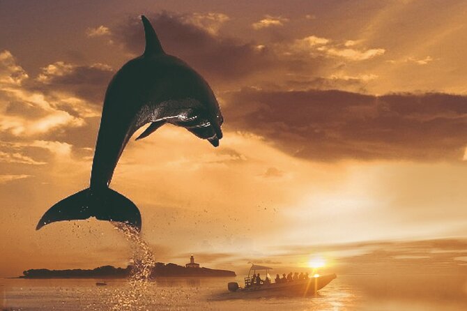 Dolphin Watching at Dawn in Alcúdia - Why the dawn departure matters