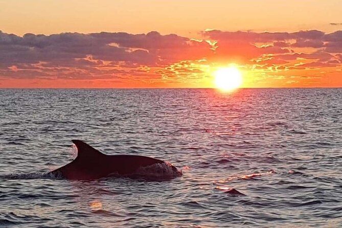 Dolphin Watching at Dawn in Alcúdia - The 12-seat boat and the dolphin search