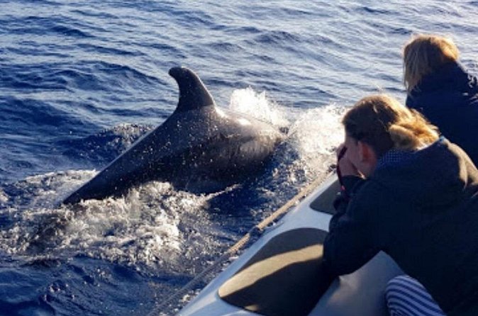Dolphin Watching at Dawn in Alcúdia - Who will enjoy this Alcúdia cruise