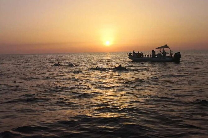 Dolphin Watching at Dawn in Alcúdia - Practical tips for a smoother morning