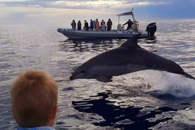 Dolphin Watching at Dawn in Alcúdia - How this compares with a larger boat outing