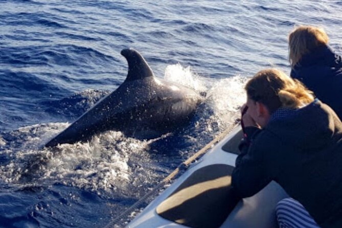 Dolphin Watching at Dawn in Alcúdia - Should you book Dolphin Watching at Dawn?