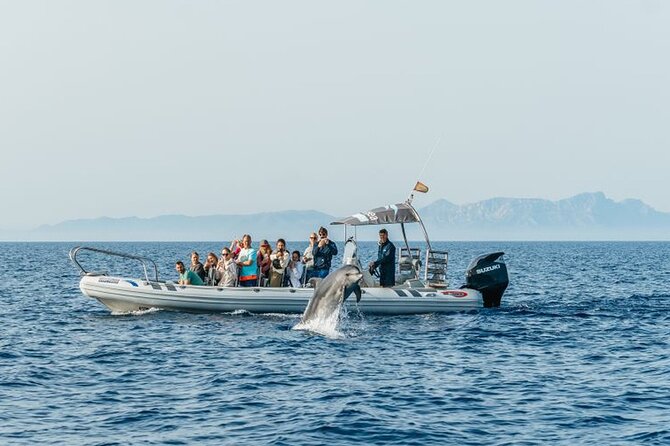 Dolphin Watching at Dawn in Alcúdia - What the $102.84 price includes