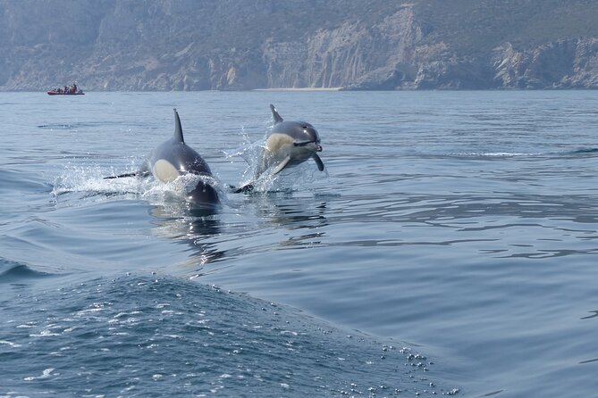 Dolphin Watching at the Arrabida (Lisbon region) - Arrábida Marine Park gives the dolphins a reason to visit