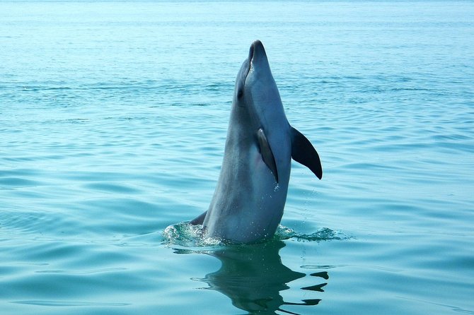 Dolphin Watching at the Arrabida (Lisbon region) - The return route adds cliffs, beaches, and a possible swim