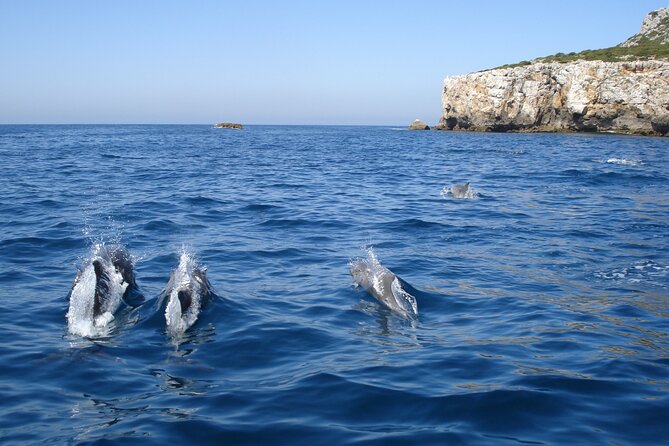 Dolphin Watching at the Arrabida (Lisbon region) - Is $60.07 a fair price?