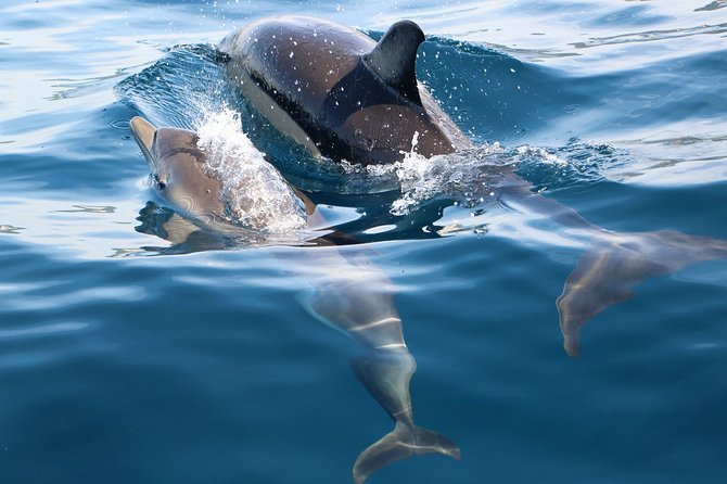 Dolphin Watching at the Arrabida (Lisbon region) - Timing, weather, and the wild-animal tradeoff