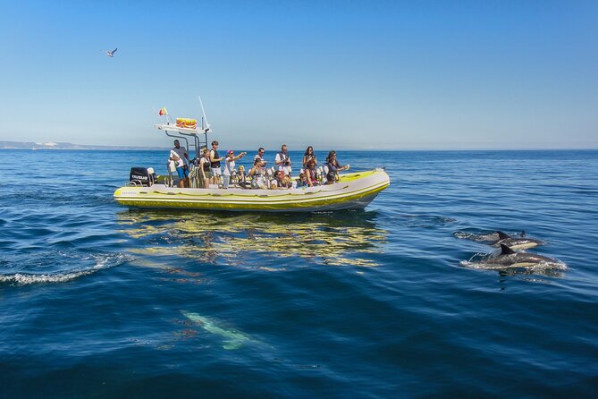 Dolphin Watching at the Arrabida (Lisbon region) - Who will enjoy this Arrábida excursion?