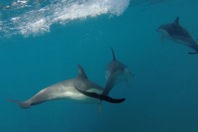 Dolphin Watching at the Arrabida (Lisbon region) - Small details that can make the day easier