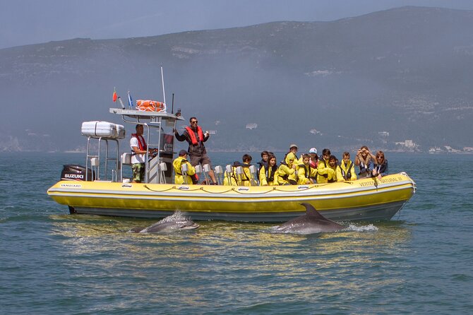 Dolphin Watching at the Arrabida (Lisbon region) - A practical look at the boat outing