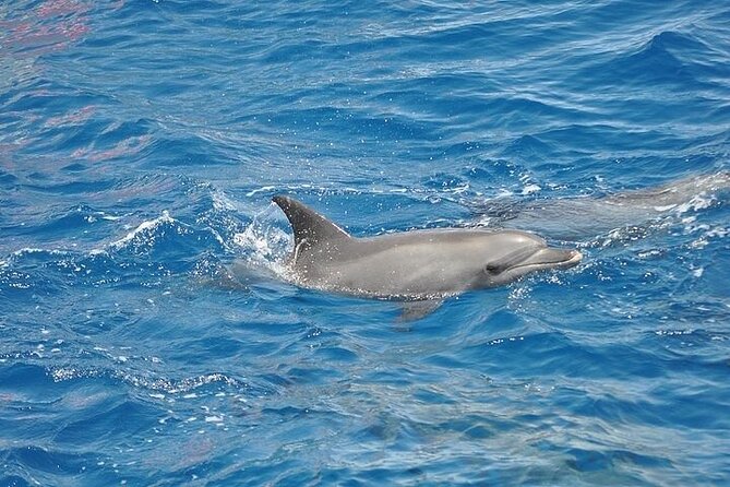 Dolphin Watching Boat Excursion to Figarolo Island from Olbia - Searching for dolphins near Golfo Aranci