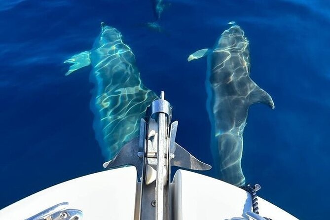 Dolphin Watching Boat Excursion to Figarolo Island from Olbia - White Beach and Spiaggia Bianca