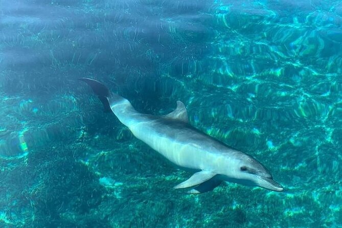 Dolphin Watching Boat Excursion to Figarolo Island from Olbia - Drinks, snacks, and what the $66.52 price covers