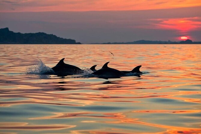 Dolphin Watching Boat Excursion to Figarolo Island from Olbia - Who will enjoy this boat trip most