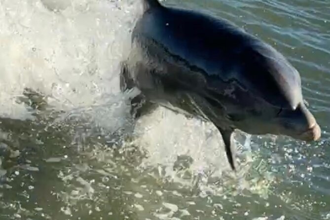 Dolphin Watching boat tour around Anna Maria Island - Key points at a glance