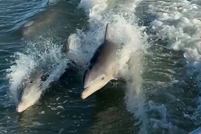 Dolphin Watching boat tour around Anna Maria Island - Setting out from Palma Sola Causeway