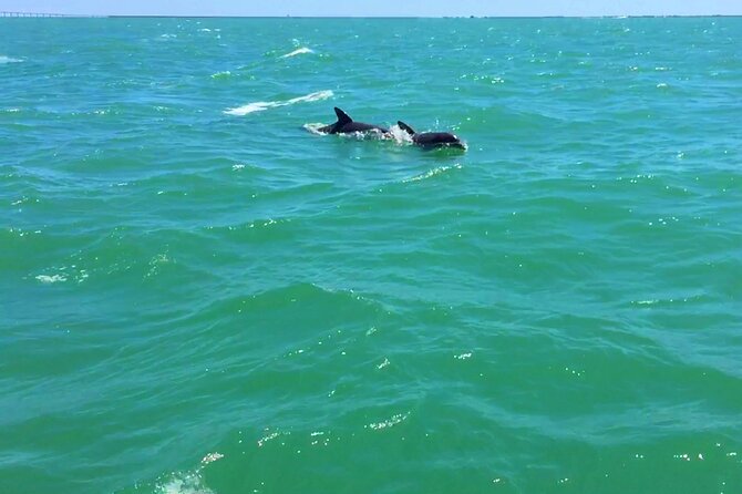 Dolphin Watching boat tour around Anna Maria Island - Longboat Key and Coquina Beach