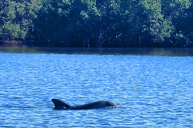 Dolphin Watching boat tour around Anna Maria Island - The optional Jewfish Key sandbar stop