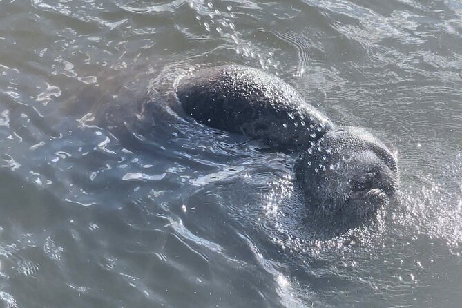 Dolphin Watching boat tour around Anna Maria Island - The comforts that make two hours easier