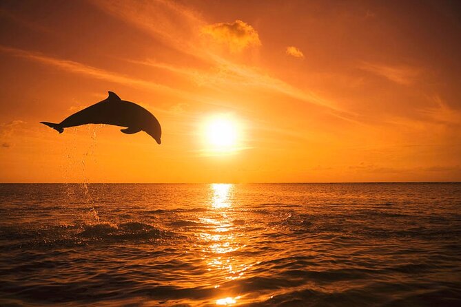 Dolphin Watching boat tour around Anna Maria Island - Cortez and the first stretch of water