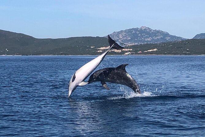Dolphin Watching Boat Tour from Olbia - Key points to know before booking