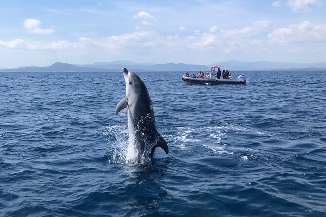 Dolphin Watching Boat Tour from Olbia - How good is the chance of seeing dolphins?