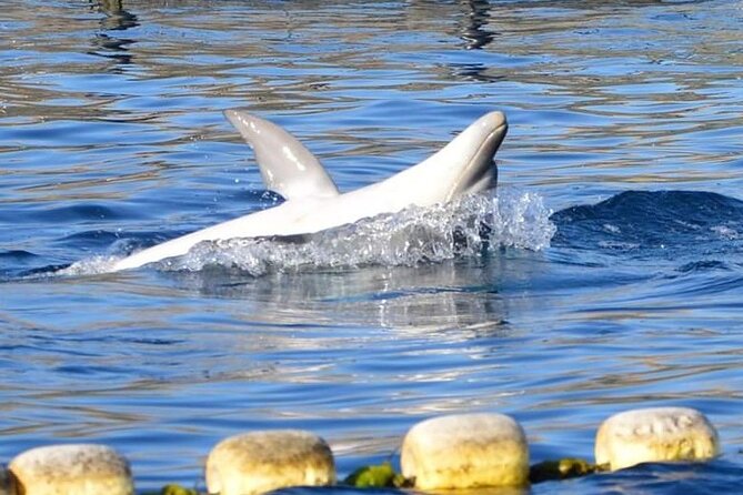 Dolphin Watching Boat Tour from Olbia - The value of $47.06 for a two-hour outing