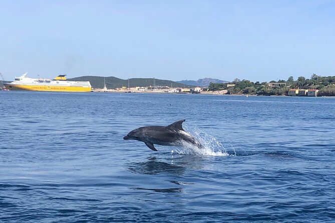 Dolphin Watching Boat Tour from Olbia - Who will enjoy this boat trip most
