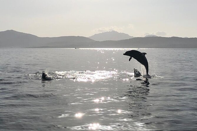 Dolphin Watching Boat Tour from Olbia - Weather, cancellations, and the best time to commit