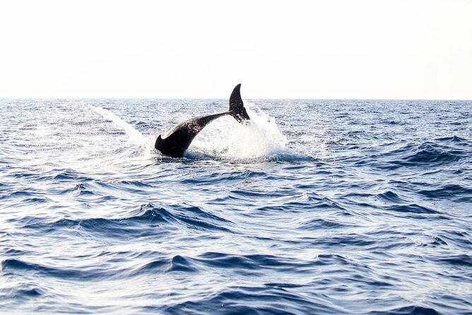 Dolphin watching by boat - Key points to know before booking