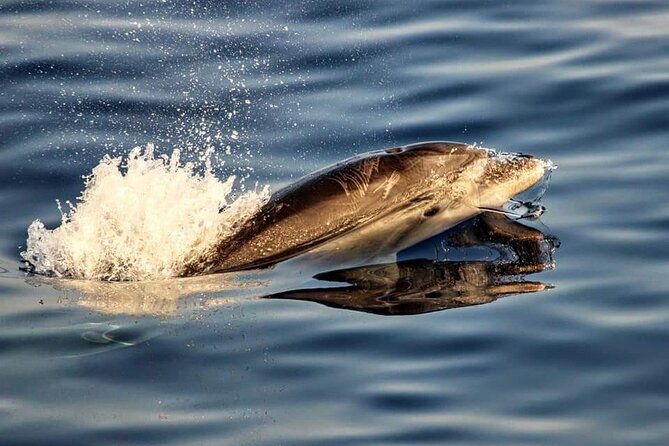 Dolphin watching by boat - A sunrise start from Alcúdia