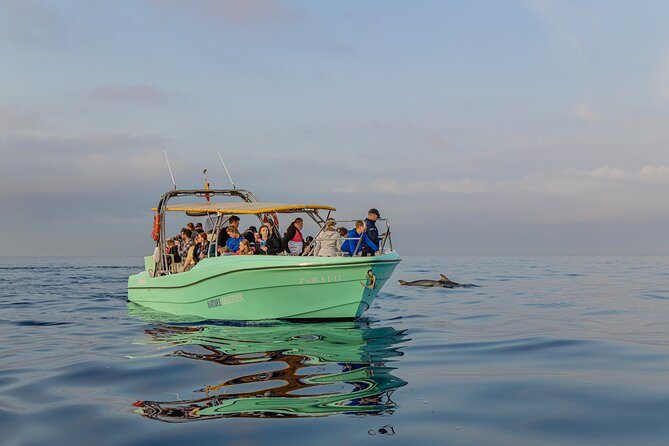 Dolphin watching by boat - Is the $84.69 price good value?