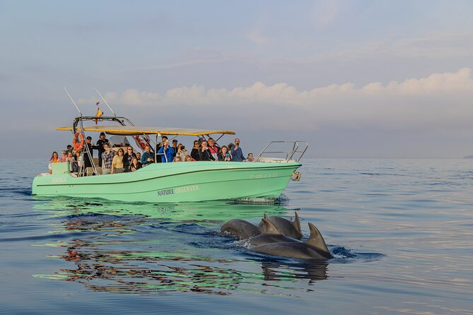 Dolphin watching by boat - What the boat trip toward Cap de Formentor involves