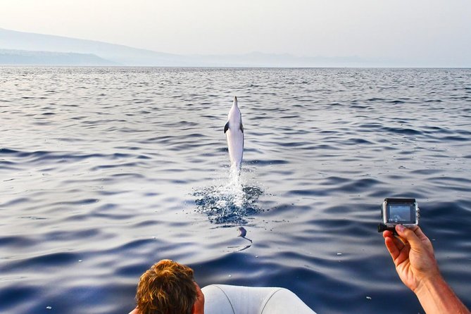 Dolphin Watching & Conservation - Dolphins in the Gulf of Catania - Why this is more than a standard dolphin cruise
