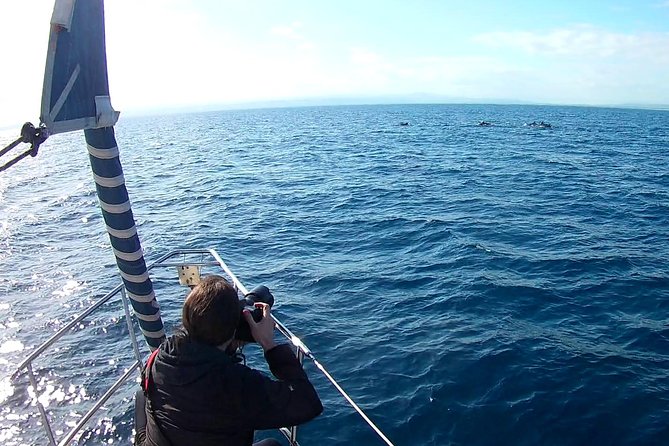 Dolphin Watching & Conservation - Dolphins in the Gulf of Catania - Searching the Gulf for dolphins