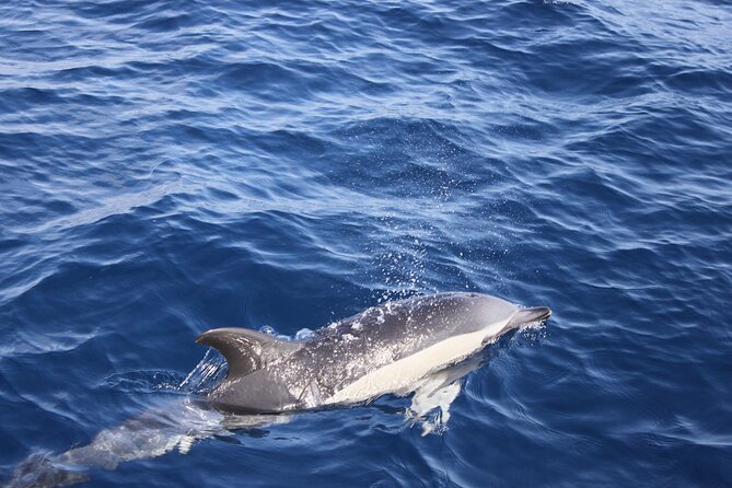 Dolphin Watching Cruise to Lobos Island - Who will enjoy this cruise most?