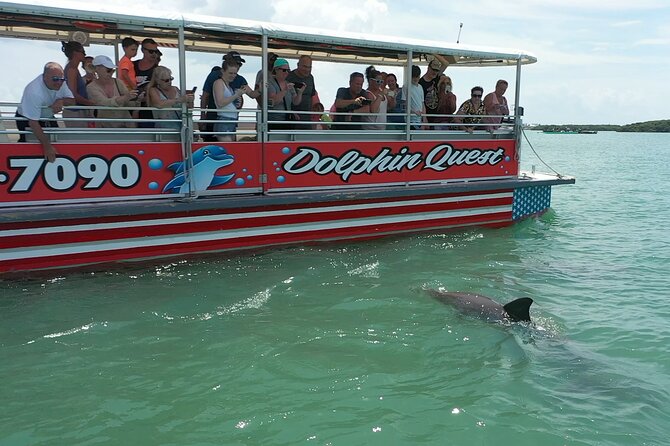 Dolphin Watching/Eco Cruise, John's Pass, Madeira Bch, FL - Key points at a glance