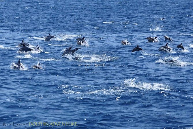 Dolphin Watching Excursion in Gibraltar - Why the Bay of Gibraltar is a good place for dolphin watching
