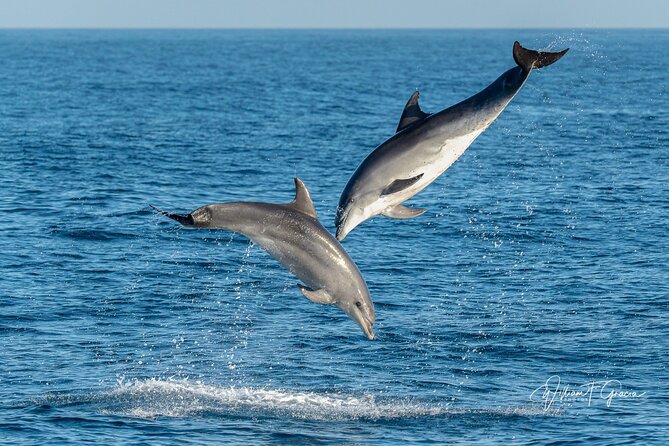 Dolphin Watching Excursion in Gibraltar - How close do the dolphins get?