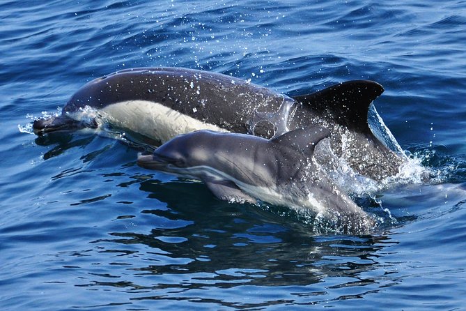 Dolphin Watching Excursion in Gibraltar - Is $38.83 a fair price?