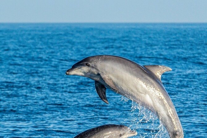 Dolphin Watching Excursion in Gibraltar - Who will enjoy this trip most?