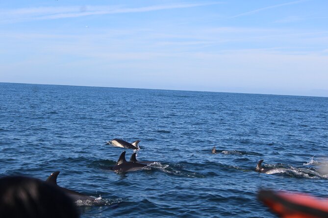 Dolphin Watching from Faro - Group size, comfort, and practical details