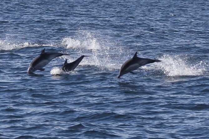 Dolphin Watching from Faro - Weather, cancellations, and the dolphin gamble