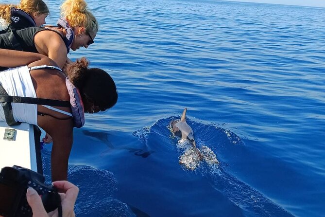 Dolphin Watching from Faro - Ilha do Farol from the water
