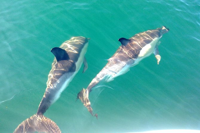Dolphin Watching from Fuzeta - Searching for dolphins in their natural habitat