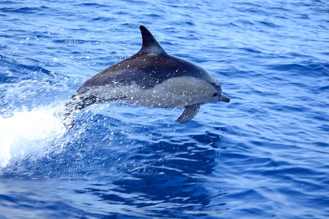 Dolphin Watching from Fuzeta - Boat comfort and the importance of the forecast