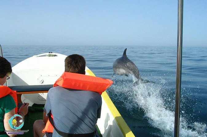 Dolphin Watching from Fuzeta - What the 2.5-hour timing means for you