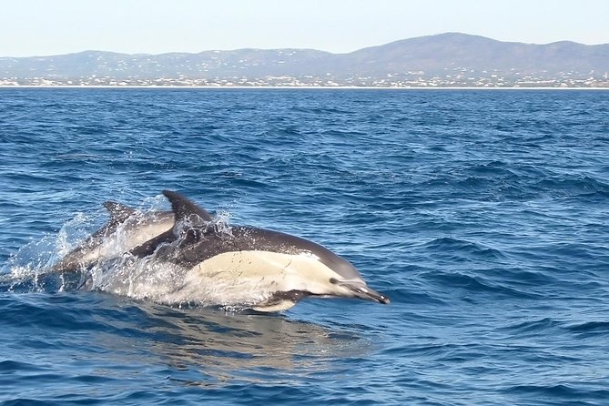 Dolphin Watching from Fuzeta - Ria Formosa adds a second kind of nature experience