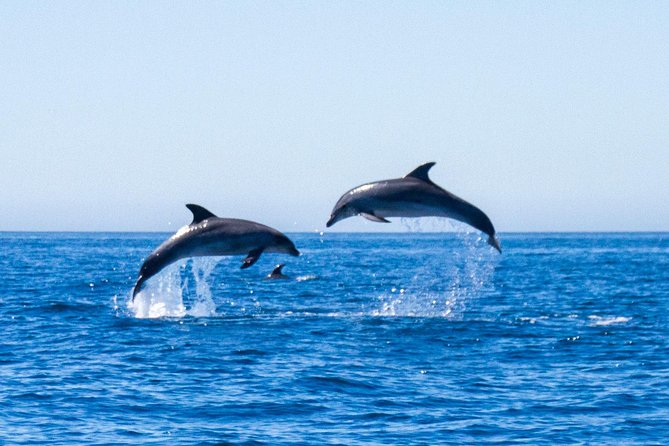Dolphin Watching from Lagos with Marine Biologists - Finding common and bottlenose dolphins